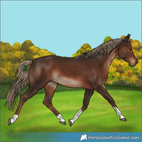 Horse Color:Liver Chestnut Tobiano