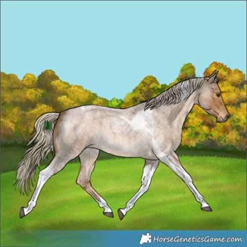 Horse Color:Chocolate Palomino Roan Tobiano