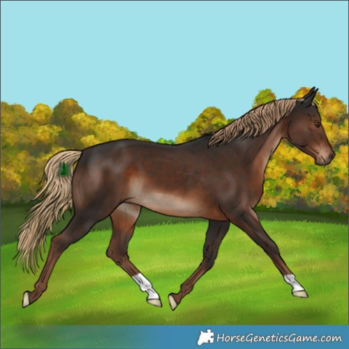 Horse Color:Liver Chestnut