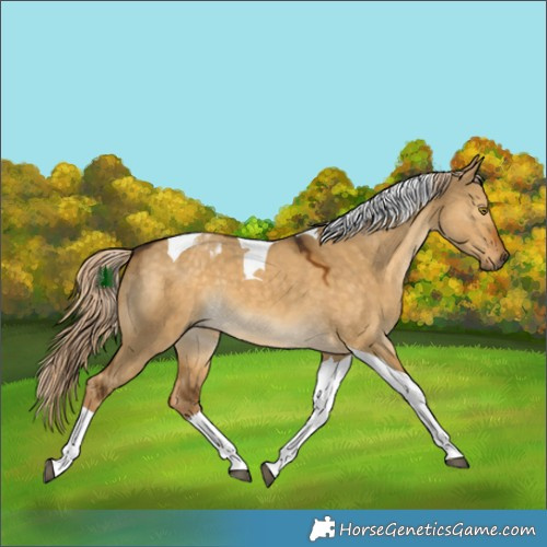 Horse Color:Chocolate Palomino Dun Tobiano 