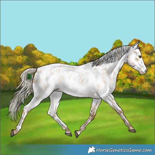 Horse Color:Chocolate Palomino Roan Dun Skewed LP Spotted 