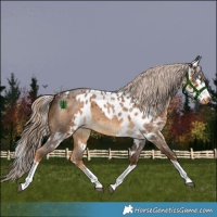 Horse Color:Chocolate Palomino Roan Tobiano Skewed LP Spotted 