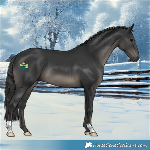 Horse Color:Black 