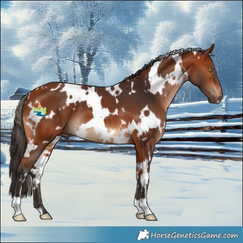 Horse Color:White Spotted Bay 
