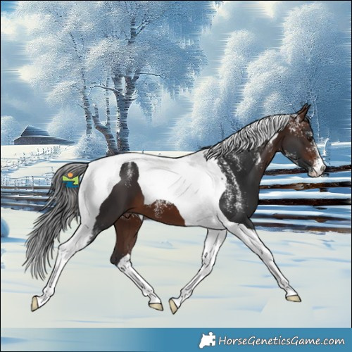 Horse Color:Powder White Brown Tobiano 