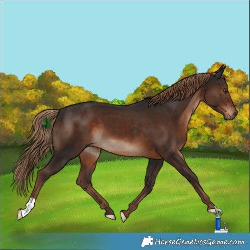 Horse Color:Liver Chestnut 