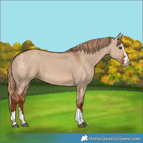 Horse Color:Red Dun