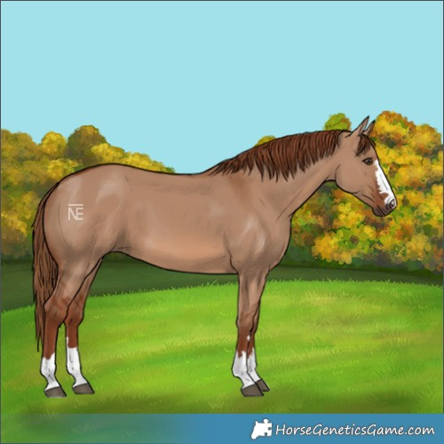 Horse Color:Red Dun