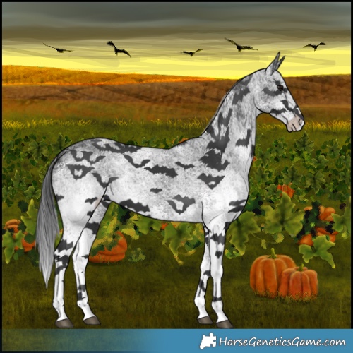 Horse Color:White Spotted Black 