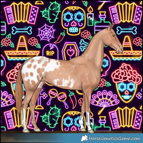 Horse Color:Gold Champagne Tobiano Blanket 