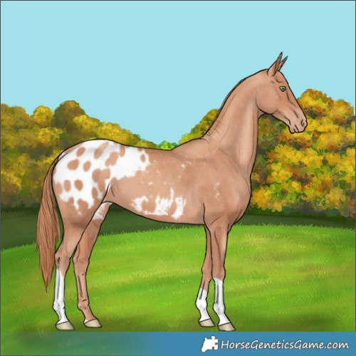 Horse Color:Gold Champagne Tobiano Blanket