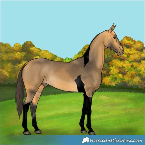 Horse Color:Void Buckskin Tobiano