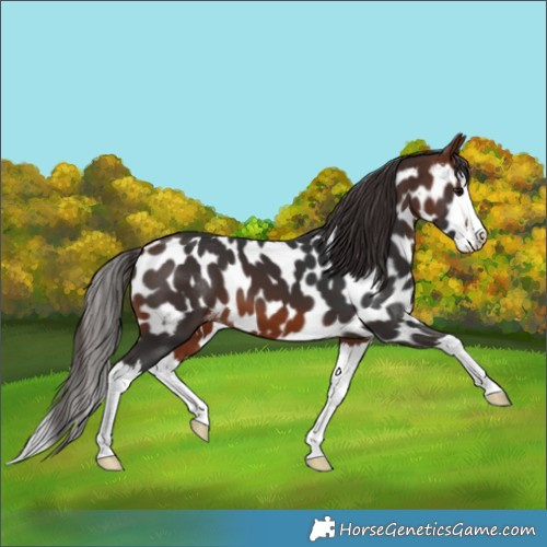 Horse Color:Bay Splash Skewed LP Spotted 