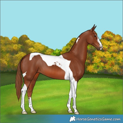 Horse Color:Chestnut Tobiano