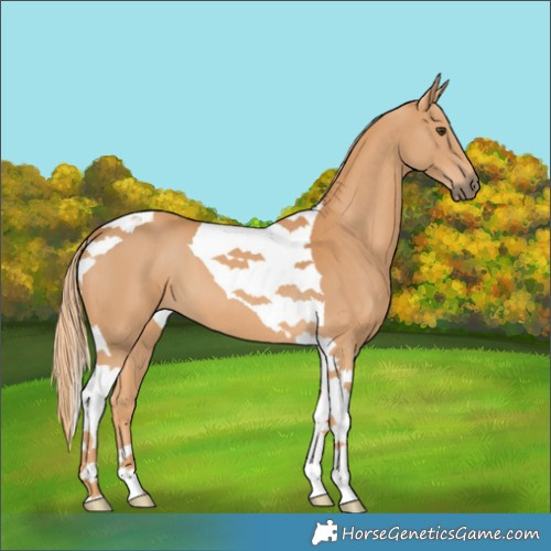Horse Color:Chestnut Tobiano