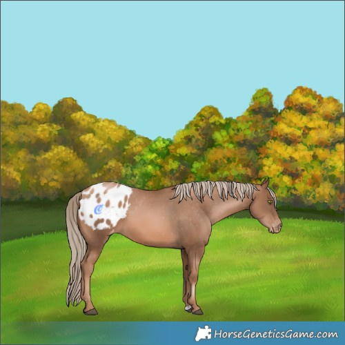Horse Color:Liver Chestnut Pearl Blanket