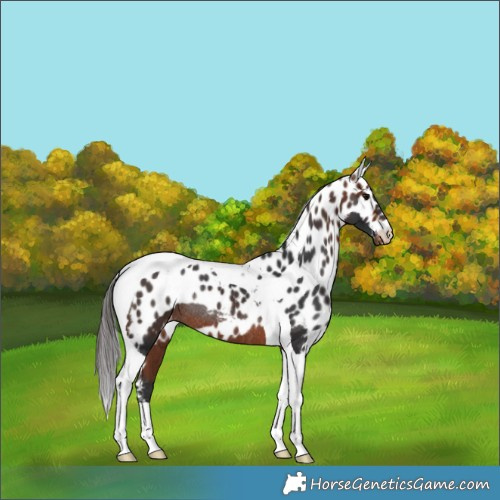 Horse Color:Bay Tobiano Skewed LP Spotted Rabicano