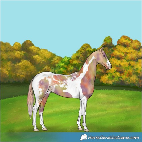 Horse Color:Nacre Chestnut Tobiano Skewed LP Spotted 