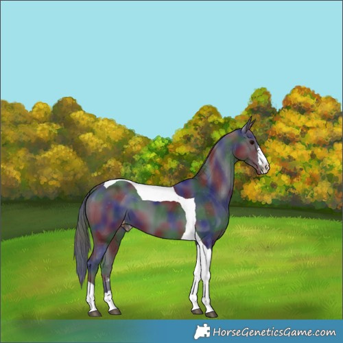 Horse Color:Nacre Black Tobiano Varnish