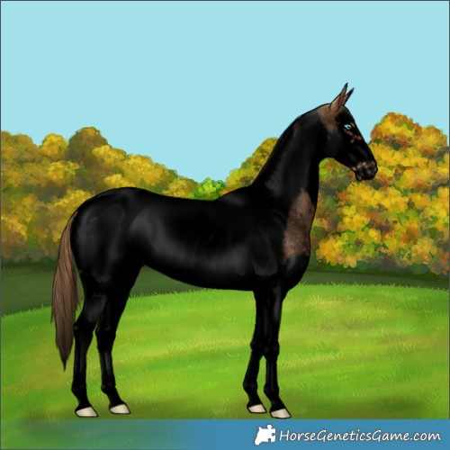Horse Color:Void Red Roan Splash Tobiano Frame 