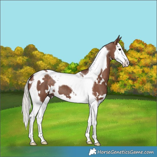 Horse Color:White Spotted Silver Black Splash Tobiano 