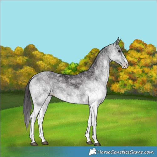 Horse Color:White Spotted Smoky Black Rabicano