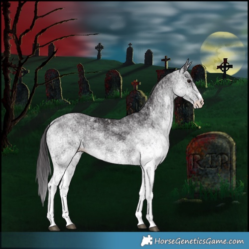 Horse Color:White Spotted Smoky Black Rabicano 