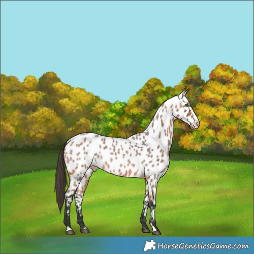 Horse Color:Bay Roan Near Leopard