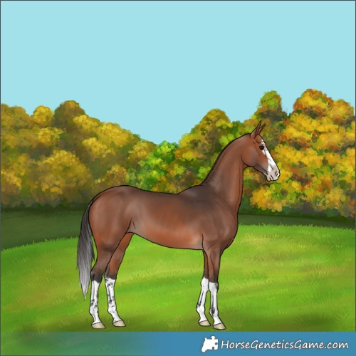 Horse Color:Bay Splash 
