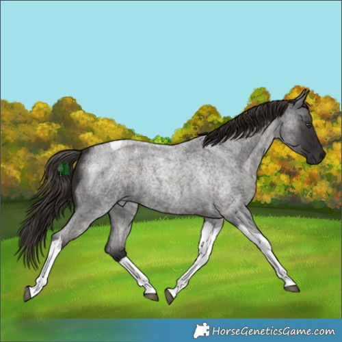 Horse Color:Liver Red Roan Tobiano 