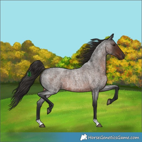 Horse Color:Liver Red Roan 