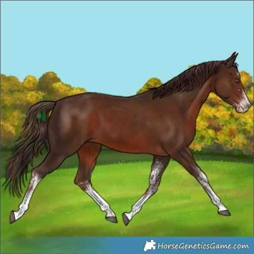 Horse Color:White Spotted Liver Chestnut Rabicano 