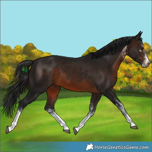 Horse Color:Gray White Spotted Bay Splash 