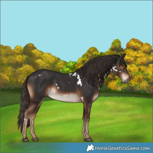 Horse Color:White Spotted Liver Chestnut