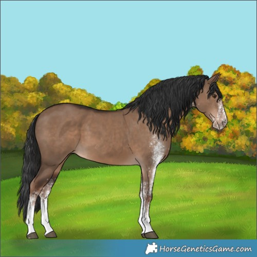 Horse Color:White Spotted Liver Red Dun Rabicano 