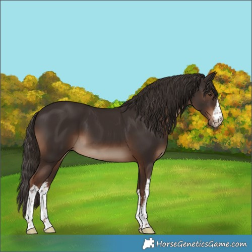 Horse Color:White Spotted Liver Chestnut