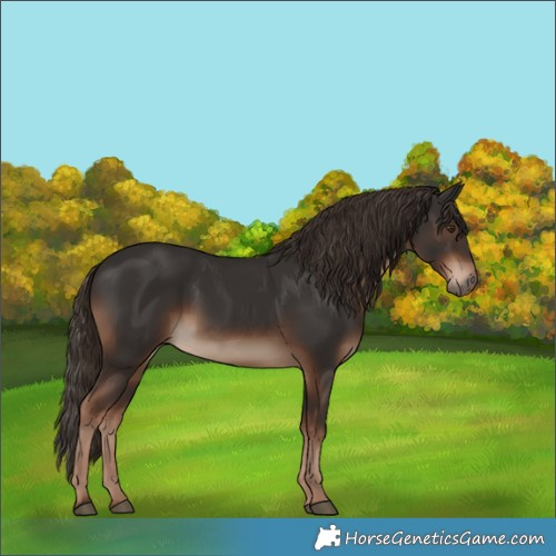 Horse Color:White Spotted Liver Chestnut 