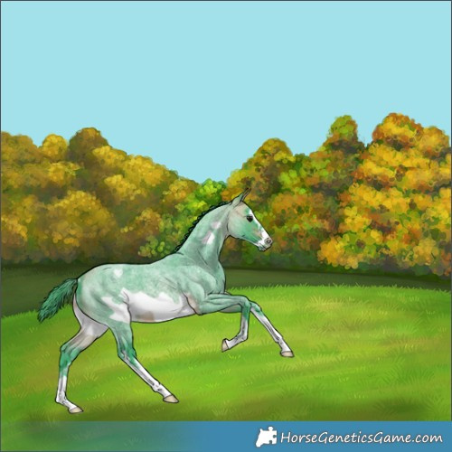 Horse Color:Watercolor White Spotted Buckskin Roan Frame
