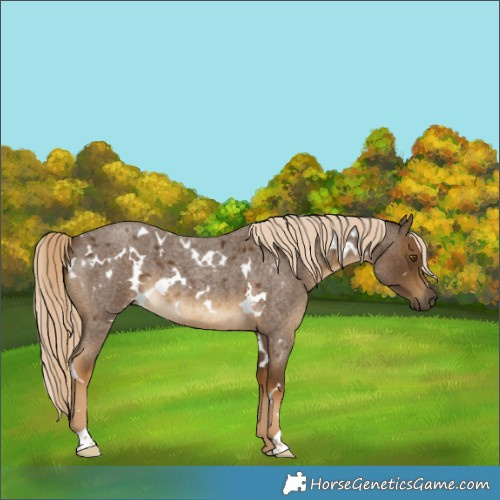 Horse Color:White Spotted Chocolate Palomino Roan