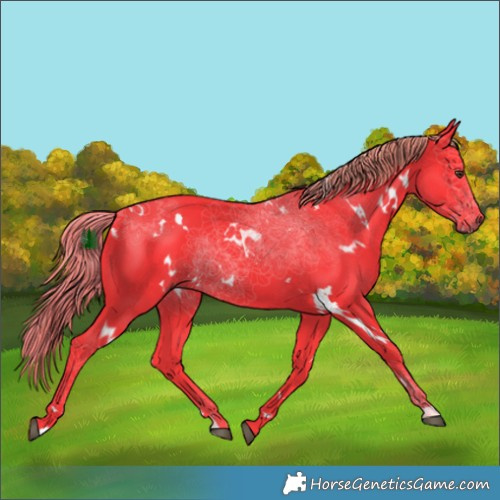 Horse Color:Watercolor White Spotted Liver Chestnut Rabicano