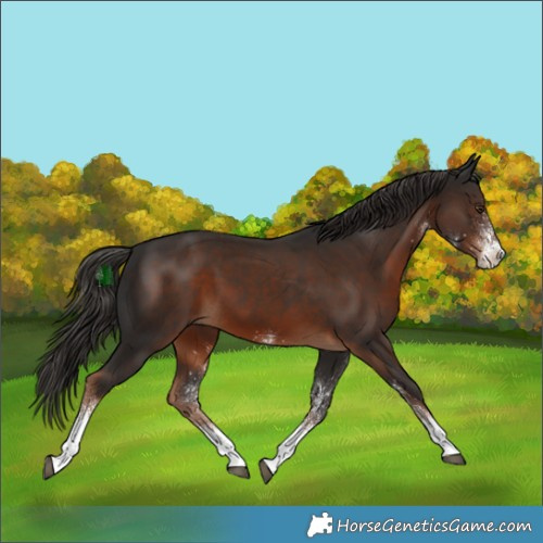 Horse Color:White Spotted Liver Chestnut