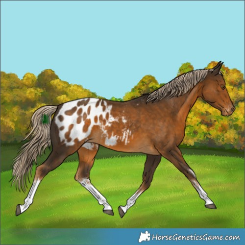 Horse Color:White Spotted Chocolate Palomino Blanket 