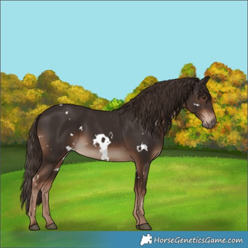 Horse Color:White Spotted Liver Chestnut Rabicano 