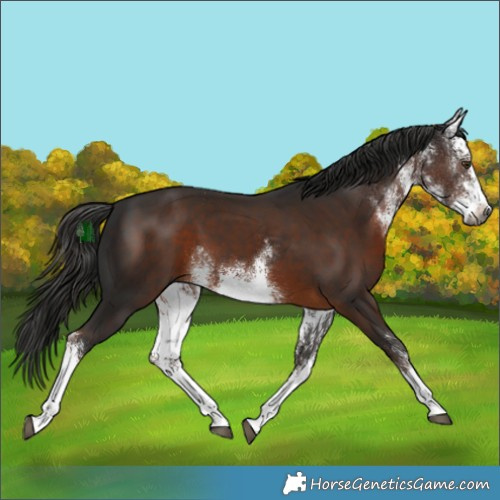 Horse Color:Gray White Spotted Liver Chestnut