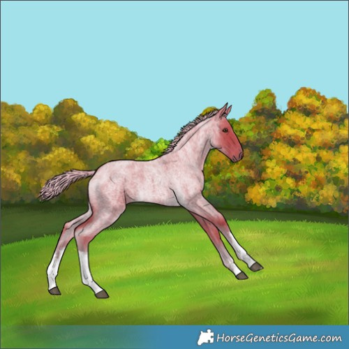 Horse Color:Watercolor White Spotted Chocolate Palomino Roan 