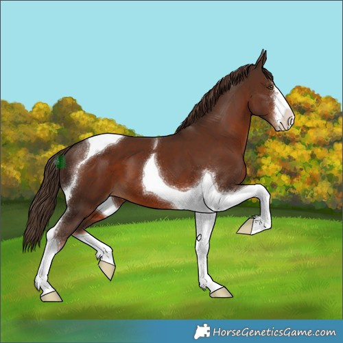 Horse Color:White Spotted Liver Chestnut Tobiano 