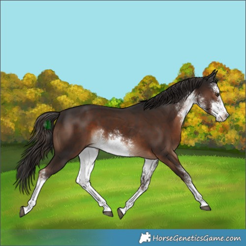 Horse Color:White Spotted Liver Chestnut