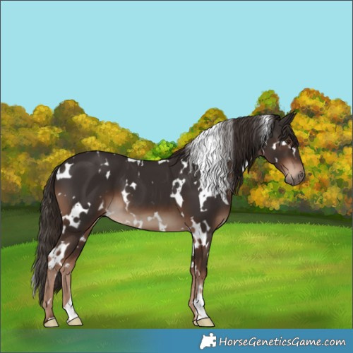 Horse Color:White Spotted Liver Chestnut 