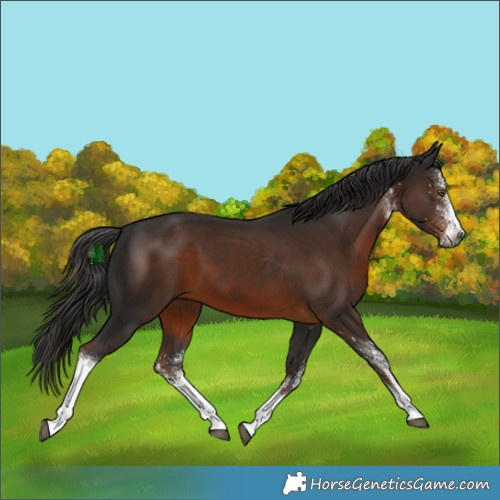 Horse Color:Gray White Spotted Liver Chestnut Tobiano 