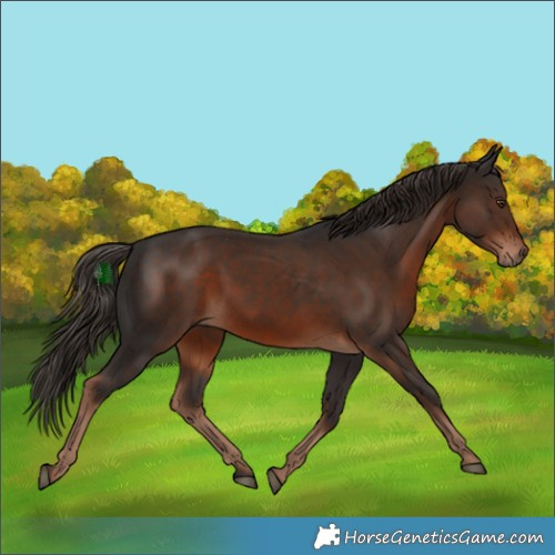 Horse Color:White Spotted Liver Chestnut